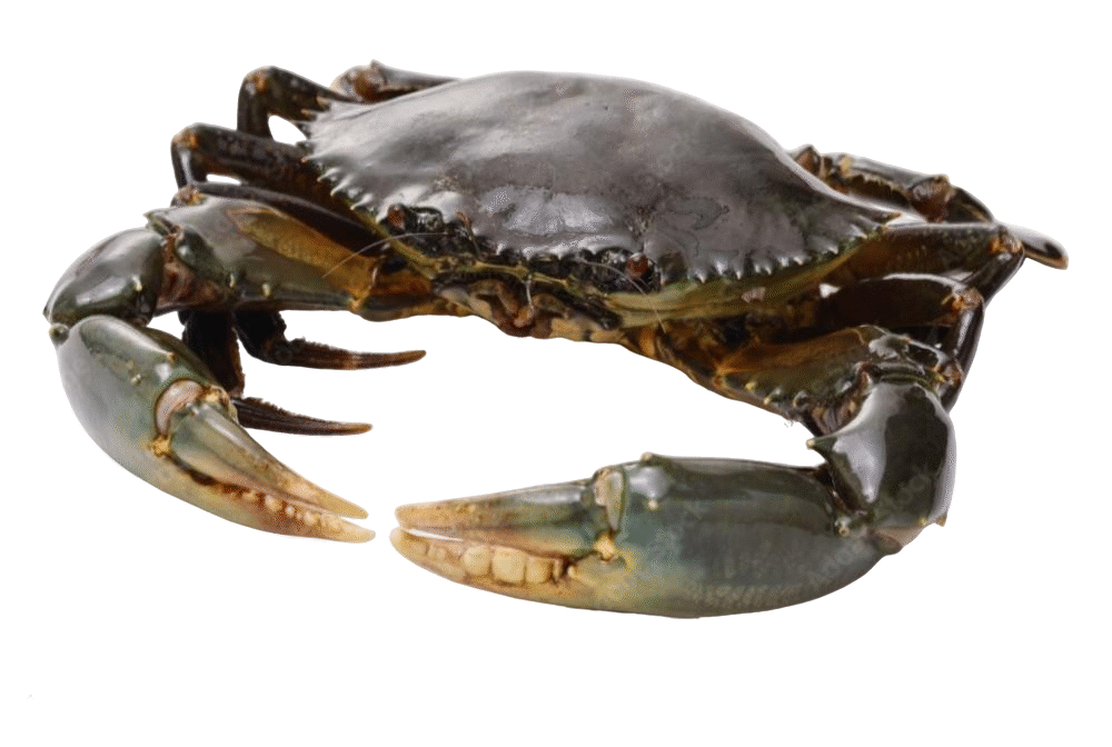 MUD CRAB